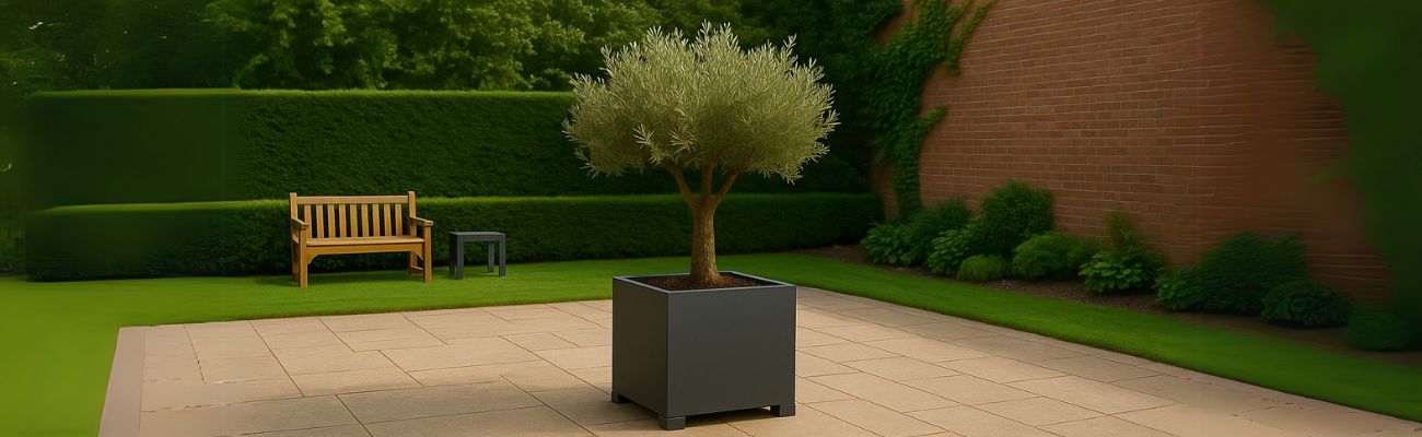 Welke plantenbak voor olijfboom