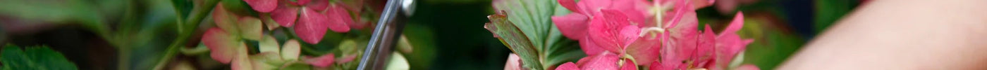 Hortensia's drogen: tips en methoden voor langdurige schoonheid - Doika