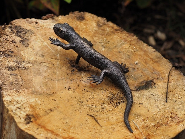 Bronzen beeld Salamander 3x8x19cm