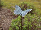 Bronzen beeld Kleine vlinder op stok 60x10x10cm