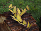 Bronzen beeld Zwerm vlinders 50x11x38cm