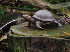 Bronzen beeld Schildpad fontein 14x26x34cm - Doika - Bronzen beeld - Doika - 5410807033920 - AN3392BR-B-F